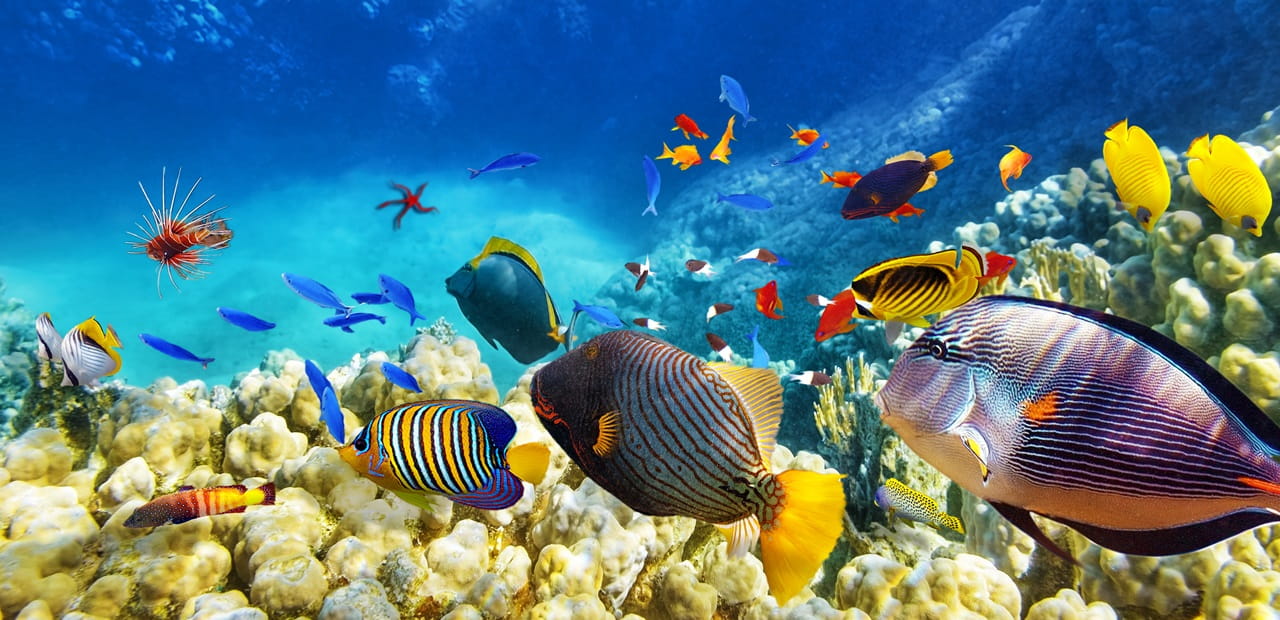 Corals and tropical fish underwater. 