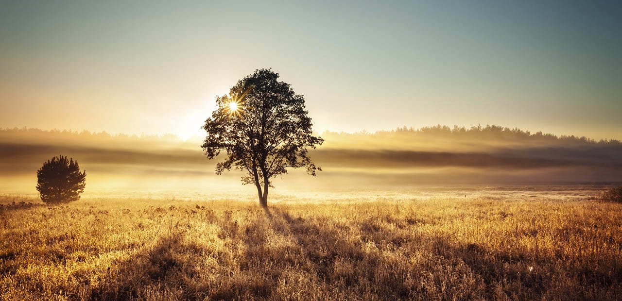 Tree in a field in front of a sunset